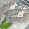 纯色本味 冷冻舟山口袋鲳 700g 银鲳鱼 白鲳 烧烤 平鱼 地标产品 生鲜鱼类 实拍图