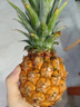 金钻凤梨17号海南新鲜水果无眼菠萝热带水果当季 净重4.5斤小果 单果400g起 实拍图