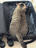 冠能猫粮成猫猫粮鸡肉味3.5kg 全价猫粮 稳固免疫 适口性强 实拍图