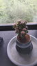 开时果 金枝玉叶盆栽多肉植物盆景 办公室内桌面花卉小绿植源头直发包邮 【热销款】哥窑浅蓝盆+苔藓+底托 实拍图