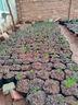 欢能枯草芽孢杆菌农用微生物菌剂菌肥防根腐水溶肥杀菌剂改良土壤1kg 实拍图