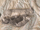 麦富迪猫粮 冻干鲜粮三文鱼鸡肉全期猫粮 1.8kg 实拍图