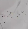 拜灭士德国拜耳蟑螂药杀虫剂杀蟑胶饵家用厨房全窝室内端除蟑螂饵剂 【买2送1】杀蟑胶饵5g 实拍图