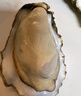 贝司令（BEISILING）【鲜活】乳山生态生蚝牡蛎贝类烧烤源头直发4XL净重4斤 端午聚餐 实拍图