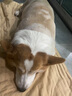 麦富迪狗粮藻趣儿15kg 成犬中大型小型犬通用牛肉螺旋藻 金毛泰迪柯基 实拍图