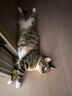 欢宠网逗猫棒粘贴挂门猫玩具猫咪自嗨解闷神器羽毛秋千猫猫幼猫小猫宠物 实拍图