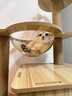 乐妃猫爬架猫转盘玩具一体猫窝猫树猫别墅小型不占地猫架子 实拍图