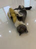憨憨乐园猫玩具猫咪薄荷鱼超大号逗猫棒磨牙棒自嗨解闷神器抱枕秋刀鱼用品 实拍图