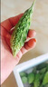 云南网红迷你野生山苦瓜 新鲜现摘小苦瓜 炖汤清炒凉拌金铃子包邮 1斤 实拍图
