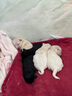 麦德氏IN犬猫高钙0乳糖绵羊奶粉300g/罐8倍乳铁蛋白幼犬猫羊奶粉狗狗 实拍图