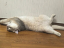 鳥語花香 宠物烘干箱 全自动洗猫咪狗狗洗澡吹水机可调温家用吹风机  实拍图