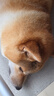 Orijen渴望狗粮 红肉十种肉 成犬幼犬 全价无谷进口犬粮2kg效期27/8 实拍图