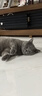 皇家室内成猫粮 I27 通用粮 12月以上 4.5KG 实拍图