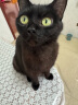 普安特宠物猫咪洗耳液耳螨狗狗滴耳液猫耳朵清洁耳垢臭痒漂护理液尔加分 实拍图