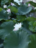 尼康（Nikon）Z5全画幅微单相机 微单套机（Z 24-50mm f/4-6.3 微单镜头）Vlog相机视频拍摄 实拍图