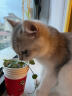 医仕高补血肝精猫犬肾脏健康肾衰贫绝育产后术后恢复补血补铁保肝健体 【快速补血】补血肝精30ml+赠:AD罐*1 实拍图