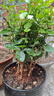 【雅之典】重瓣茉莉花盆栽室内观花植物四季好养带花苞开花不断绿植 茉莉花6年苗【仿陶盆】 好养活 实拍图