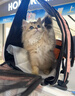 皇家皇家猫粮 英短成猫粮 BS34 通用粮 12月以上 2KG 实拍图