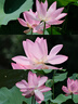 腾龙（Tamron）B061X 18-300mm F/3.5-6.3 Di III-A VC VXD防抖远摄大变焦微单镜头旅游（富士X口） 实拍图