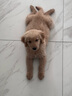憨憨宠 狗笼猫笼 狗笼子小型犬带厕所幼犬折叠便携猫笼子宠物笼具兔笼 黑色 前出盘狗丝笼 70*50*60cm 实拍图