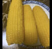 京鲜生 河北辛集白玉皇冠梨 净重4.5斤 单果200g+  生鲜水果 源头直发 实拍图