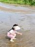 中洲美凯儿童玩水连体下水裤户外玩水服抓鱼沙滩赶海下半身连体裤涉水裤 卡皮巴拉-山樱粉 26 【鞋内长17cm】建议拍大一码 实拍图