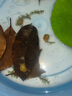黄金螺淡水观赏螺活体清洁螺除藻清苔工具螺苹果螺不加温吃鱼龟便 中号黄金螺3只 1.5-2cm 晒单实拍图