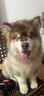普安特宠物狗狗驱虫药犬驱虫体内外一体跳蚤犬虱非泼罗尼爱滴克 实拍图