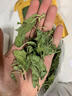 山林百草薄荷叶150g 清凉新鲜干薄荷 食用泡水花草茶薄荷养生茶 实拍图