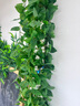 双盟仿真藤条绿萝叶婚庆节庆装饰假树叶藤蔓塑料花藤下水管道遮挡绿叶 实拍图