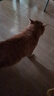 网易严选猫粮【推荐】全价猫粮 幼猫成猫主粮猫咪食品 一口9种肉 3.0配方升级款 1.8kg*1袋 实拍图