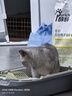 汪野君猫砂盆顶入半封闭猫厕防外溅幼猫成猫猫屎盆猫沙盆带猫砂铲大号 实拍图
