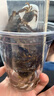 华美 粽子礼盒竹韵粽情1240g端午节粽子大礼包蛋黄咸肉粽团购送礼 实拍图