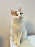 Orijen渴望猫粮 成猫幼猫干粮 六种鱼肉无谷全价通用进口5.4kg效期26/5 实拍图