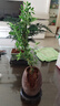开时果 文竹盆栽桌面摆件盆景 办公室植物竹子水培绿植盆景源头直发包邮 双龙戏珠盆+苔藓+底座 实拍图