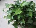 双盟绿萝盆栽除甲醛花卉绿植办公室新房净化空气180加仑4盆装源头直发 实拍图