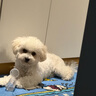 纽顿（Nutram Number）纽顿狗粮美国进口T28无谷低升糖鳟鱼幼犬成犬全龄犬 T28-1.82kg 实拍图