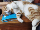 网易严选全价冻干双拼猫粮幼猫成猫天然无谷猫粮 10kg 实拍图