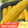 滇味十足（DIANWEISHIZU）水果玉米甜玉米云南金银双色新鲜甜嫩水果玉米棒鲜玉米茄果瓜 金银双色 【精选5斤】（净重 约5-9根） 实拍图