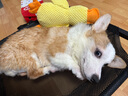 卫仕营养膏120g*4 宠物狗狗猫咪幼犬营养膏微量元素维生素鱼油怀孕金毛泰迪 犬猫通用 实拍图