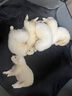 卫仕宠物亲和配方羊奶粉400g新生幼犬猫咪狗狗通用发情期术后营养补充 实拍图