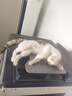 芸灵硫酸新霉素滴眼液宠物猫鼻支眼药水狗狗泪痕结角膜炎流泪抗菌消炎 实拍图