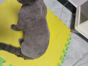 来旺兄弟宠物剃毛器猫咪狗狗剃脚毛修剪器2合1宠物电推剪美容用具用品 实拍图