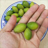 鲜级佳2025新鲜橄榄正宗青橄榄果生青果福建闽清檀香榄煲汤回甘水果现摘 250g 实拍图