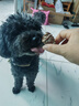 疯狂小狗宠物狗零食磨牙肉干0添加训犬奖励 天然之味 鸭肉绕孢子甘蓝100g 实拍图