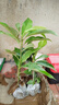 白兰花盆栽树苗带花苞玉兰花室内庭院四季开花浓香花卉黄角兰植物 白兰+黄兰50cm带花苞（加仑盆） 不含盆 实拍图