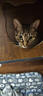 伯纳天纯经典系列通用蓝猫金渐层美短成猫猫粮毛球管理10kg/20斤 实拍图