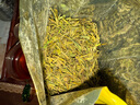 【半斤倆罐】2025新茶正宗黄金芽安吉珍藏白茶茶叶浓香绿茶袋装罐 500g 袋装 实拍图