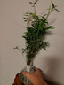 MPPMCK观音竹 水培米竹水培鱼缸玻璃瓶带根苔藓球植物室内禅意盆栽凤尾 水培款30根苔藓球翡翠观音竹40cm 实拍图