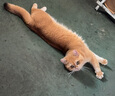 【官方授权 可查防伪】大宠爱驱虫体内外同驱成猫幼猫用体外驱虫药滴剂一体除耳螨虫跳蚤虱子驱虫药 大宠爱成猫3支/盒 实拍图